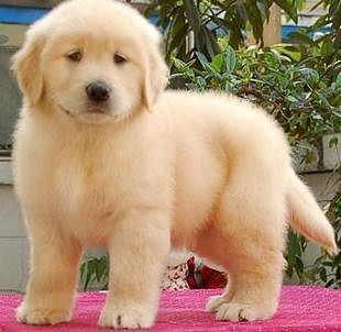 金毛犬 性格温顺听话 非常好养-我要出售-宠物