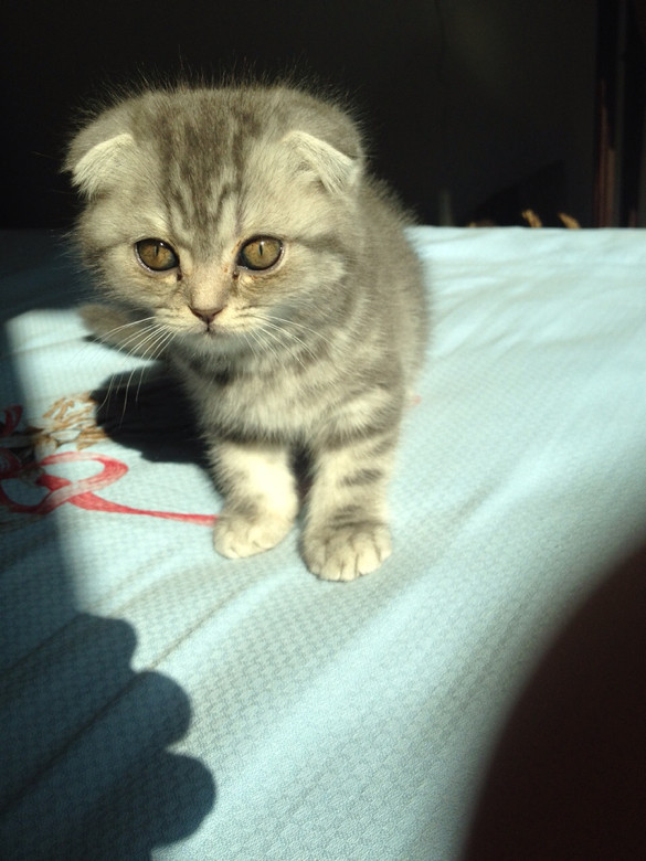 求推荐好的幼猫粮