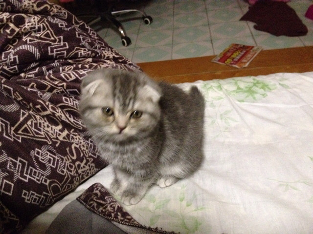 求推荐好的幼猫粮-家有宠物-杭州19楼