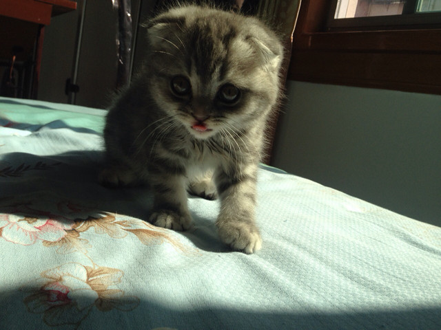 求推荐好的幼猫粮-家有宠物-杭州19楼