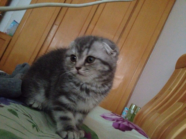 求推荐好的幼猫粮-家有宠物-杭州19楼