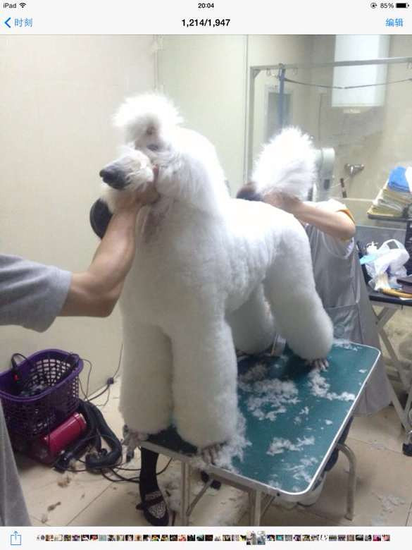 白色巨型贵宾犬