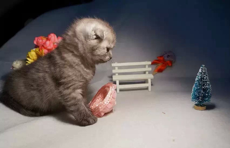 最后一只黑色虎斑折耳猫DD便宜出~~~~~-我要出售-宠物相关交易区-杭州19楼