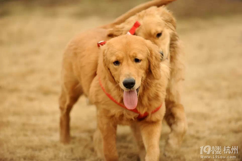 金毛胖丫找老公