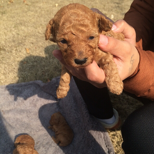 想领养一只2-3个月的小泰迪