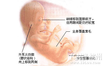 怀孕三个月胎儿图是什么样的?三个月的宝宝有