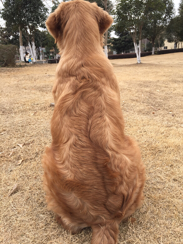 金毛胖丫找老公