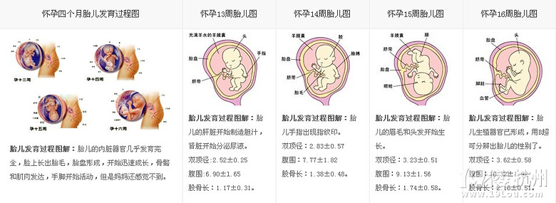 胎儿发育过程图,每一个亲身经历的妈妈都应该