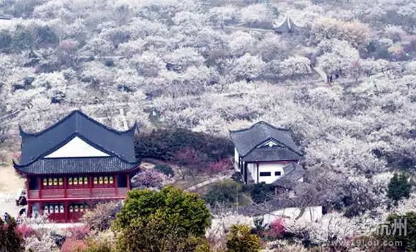 江浙沪花样『春节&元宵』v花样全攻略!攻略过手游五虎将司马懿地区图片