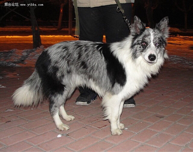 求购纯种陨石蓝白边牧!