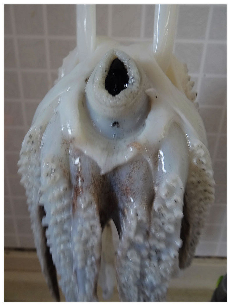 大乌贼-风景照-19摄区-杭州19楼