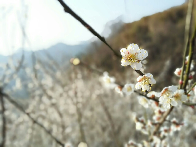 @ѹl(xing)־Ƭ ²ă