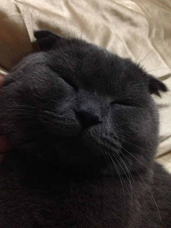 猫咪为什么会手和头在睡觉得时候颤抖。微微-
