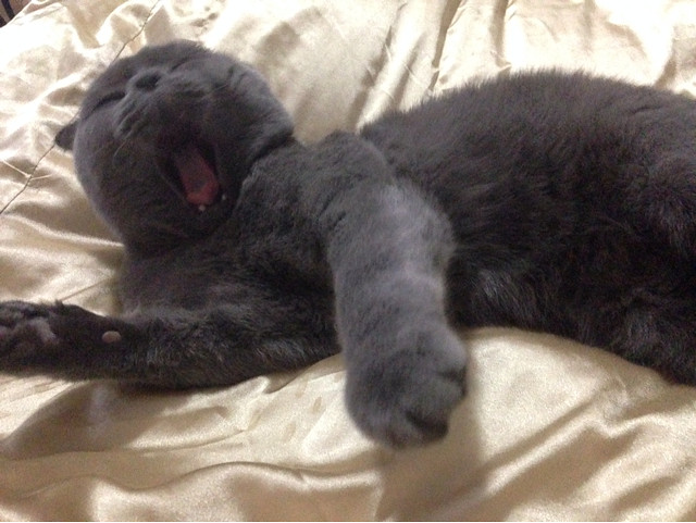 猫咪为什么会手和头在睡觉得时候颤抖。微微-