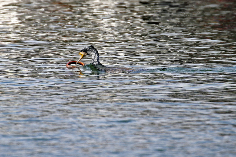 西湖野鸬鹚PK大黄鳝片段欣赏-其他-19摄区-杭