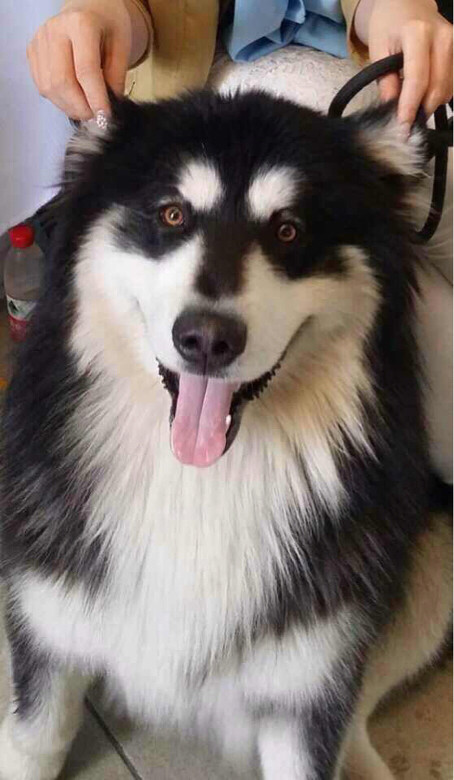 杭州寻狗 杭州寻狗#我家狗狗将军,阿拉斯-家有宠物-杭州19楼