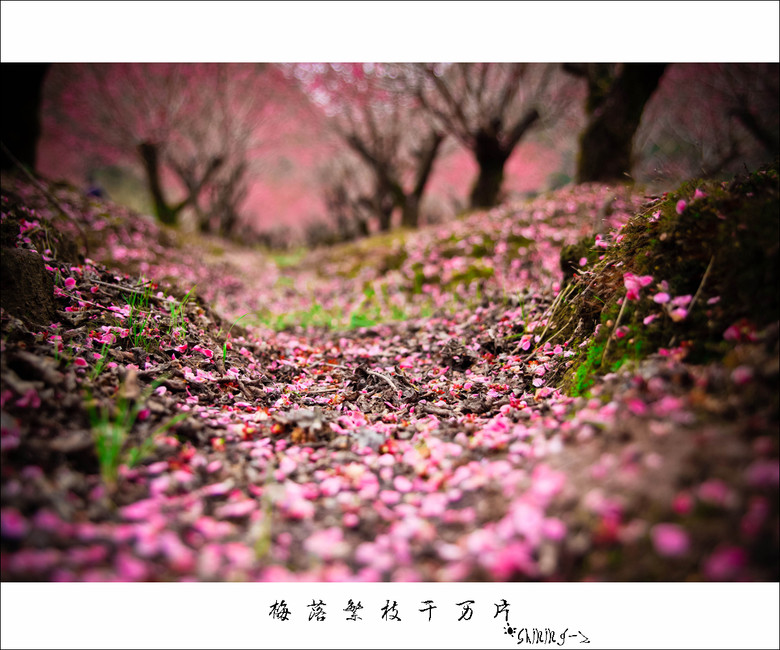 梅落繁枝干万片-大杭州旅游-杭州19楼