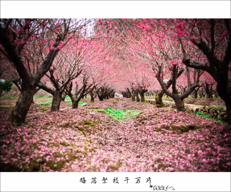 梅落繁枝干万片-大杭州旅游-杭州19楼