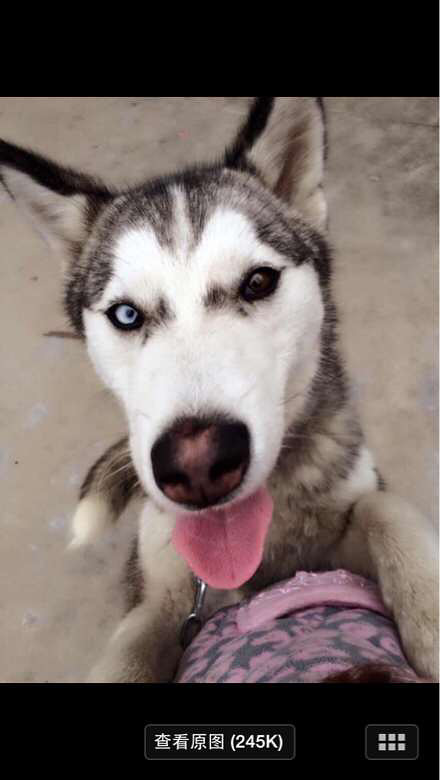 萧山地区出售2岁活泼哈斯奇,纯的母狗,家-宠物