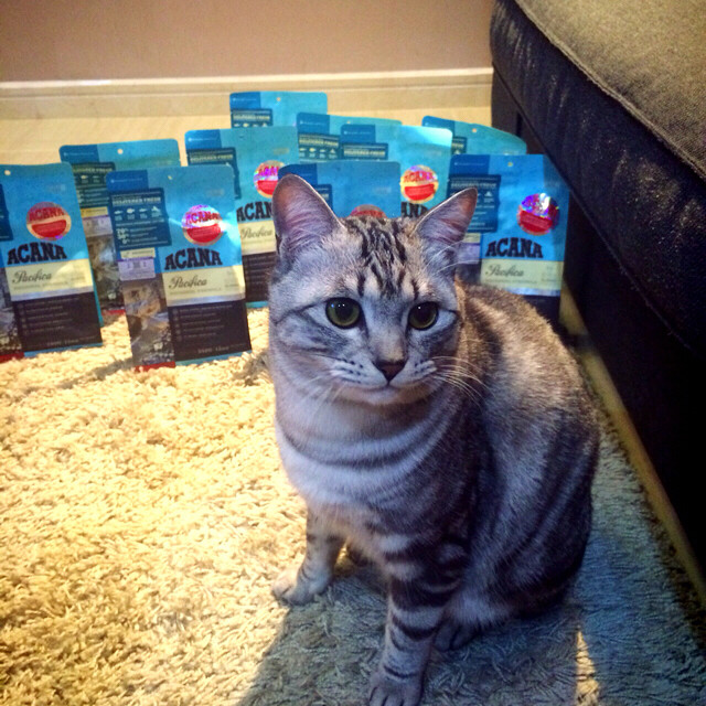 爱肯拿猫粮代言?,模特很敬业哦~-家有宠物-杭州