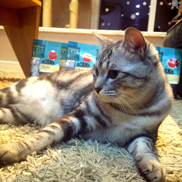 爱肯拿猫粮代言?,模特很敬业哦~-家有宠物-杭州