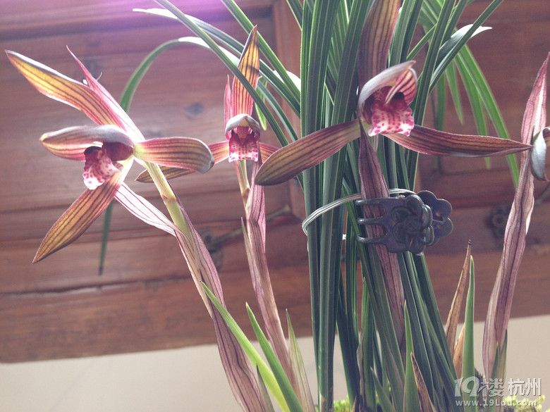 梅兰竹菊系列--郭庄品兰!-杭州旅游攻略-大杭州