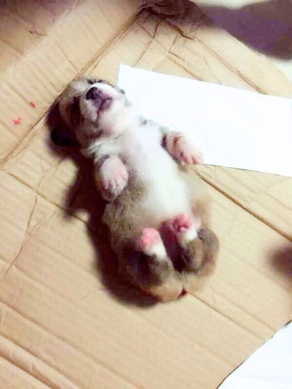 我想养只柯基犬-家有宠物-杭州19楼