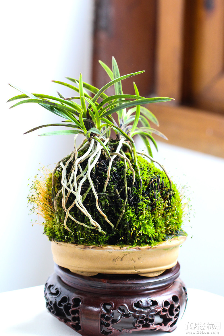 春兰-活动-大杭州旅游-杭州19楼