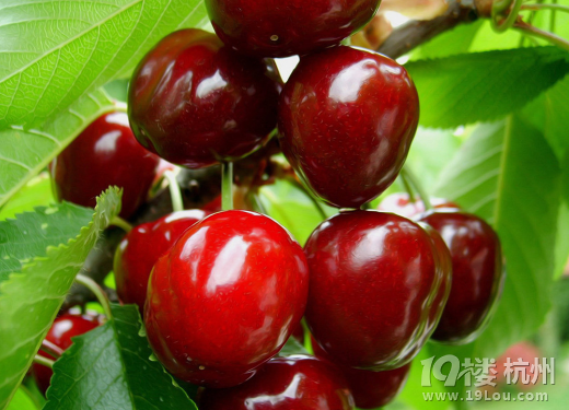 来帮帮忙!喉咙痛吃什么水果好?-我要求助-健康