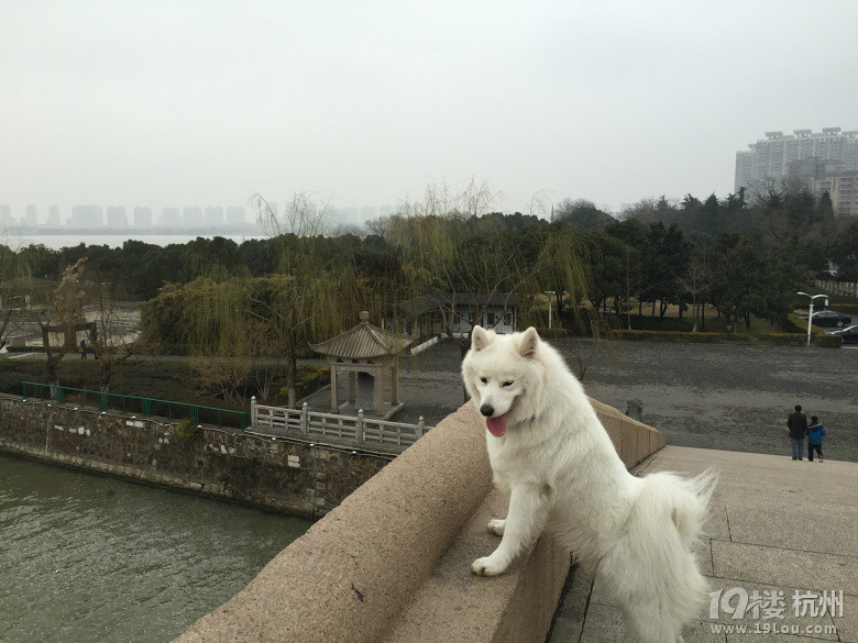 看小家伙把猫咪吓得,爬树上不敢下来了