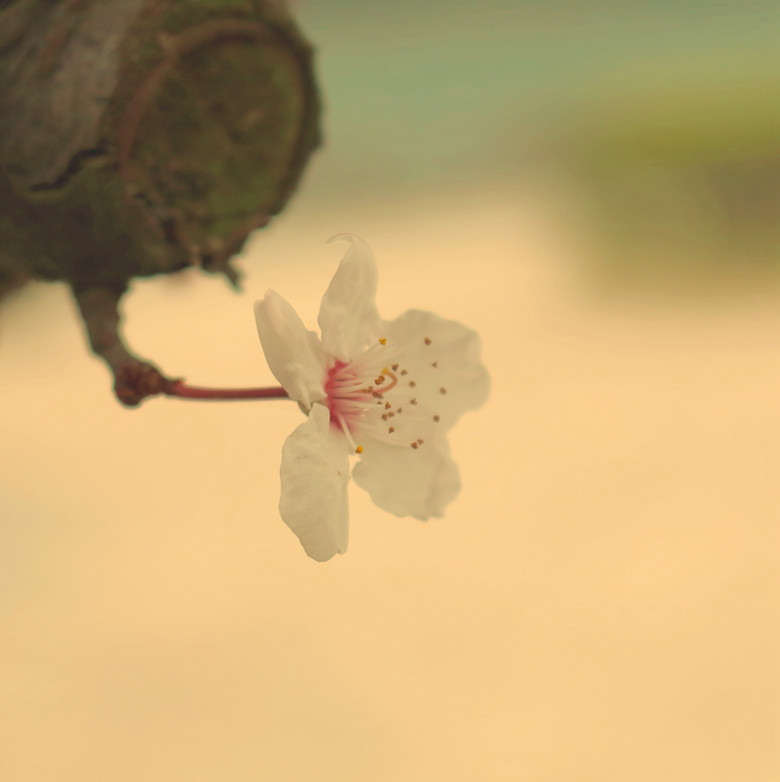 花卉2