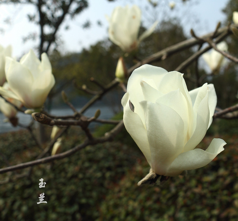 花卉2