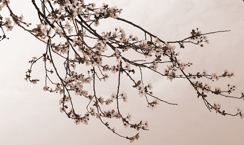 花卉2