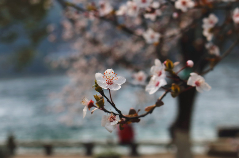 花卉2