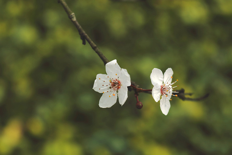 花卉2