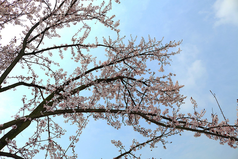 花卉2