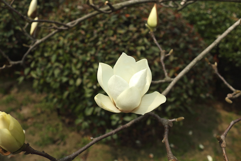 花卉2