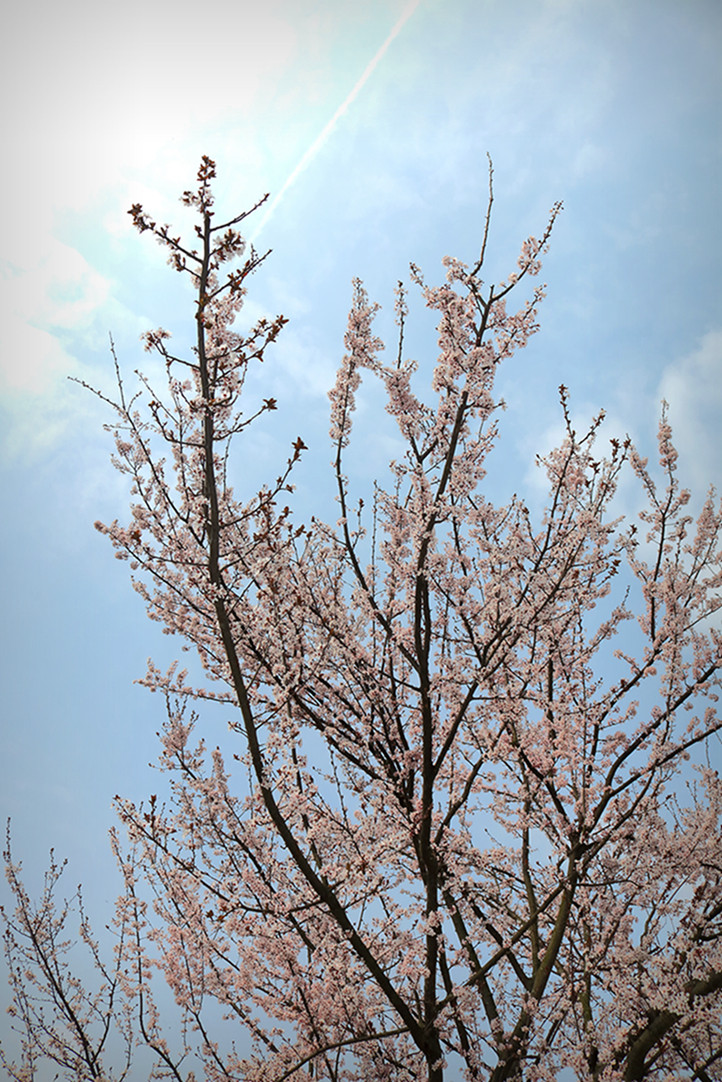 花卉2