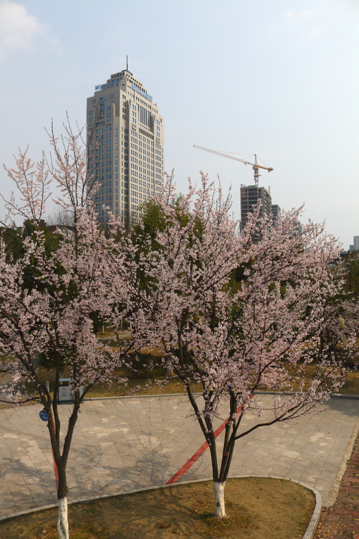 花卉2