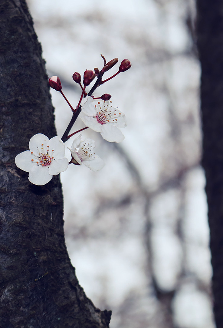 花卉2