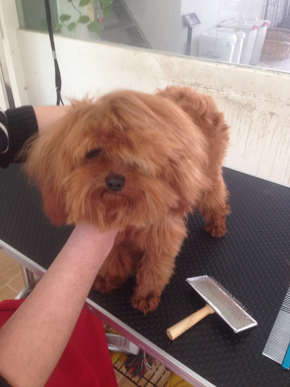 小泰迪软爬爬希拉拉的胎毛不好做造型 发型