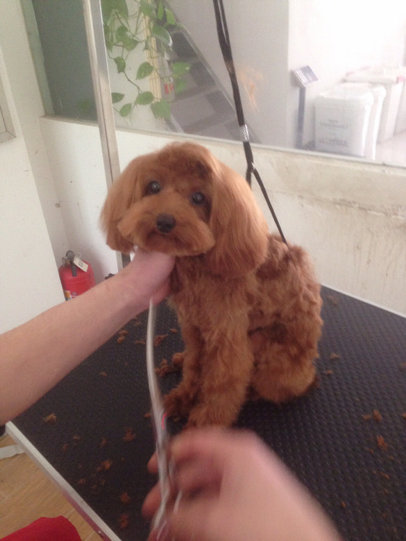 小泰迪软爬爬希拉拉的胎毛不好做造型 发型