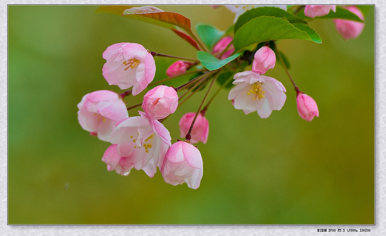 【春的萌动】海棠花语温和美丽-风景照-19摄区-杭州19楼