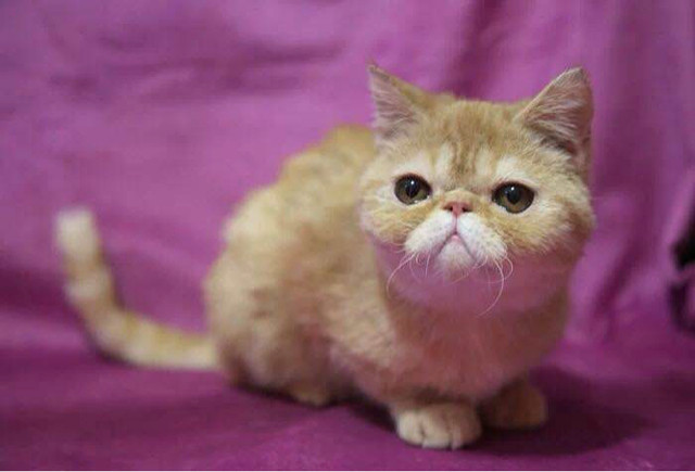 想要买一只加菲猫幼猫!-家有宠物-杭州19楼