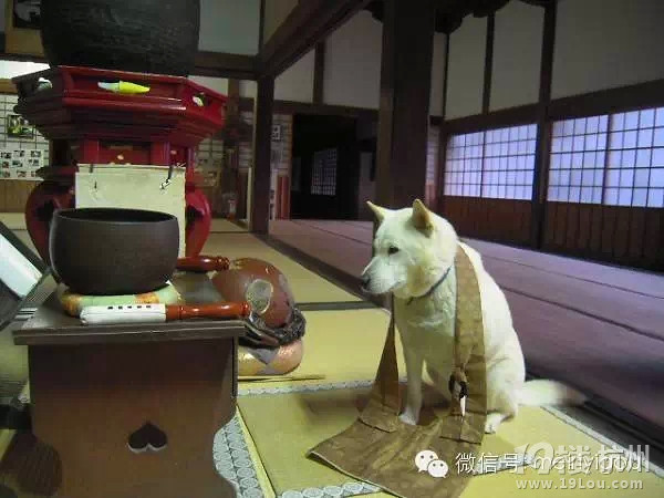 也是醉了!日本的寺院不仅有猫住持还有狗住持