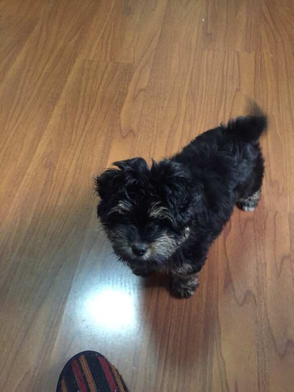 家养低价转让3个月串串雪纳瑞(母亲纯种雪-宠物相关交易区-杭州19楼