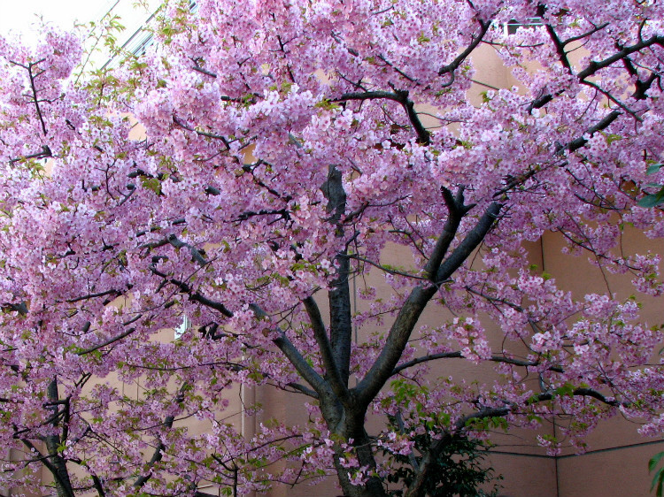日本早樱-风景照-19摄区-杭州19楼