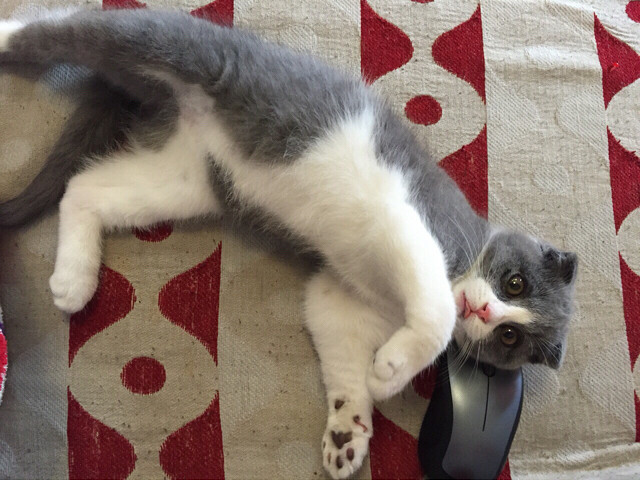 俺家的苏格兰折耳猫,叫皮蛋,是个弟弟。特