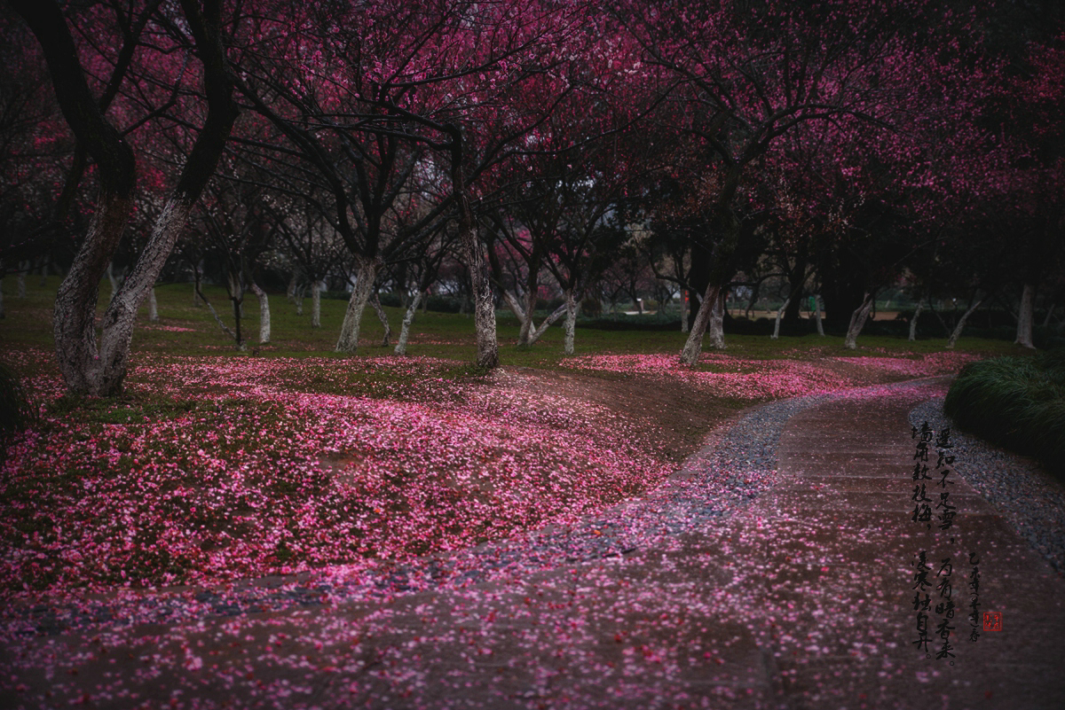 花瓣雨_图5