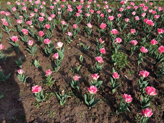 嘉兴植物园,迷人的郁金香,绚丽绽放-手机随手拍